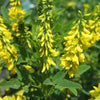 Melilotus Officinalis