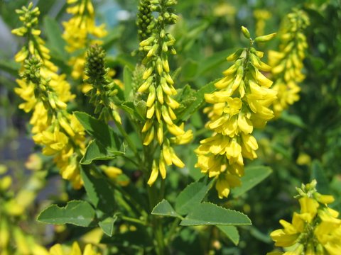 Melilotus Officinalis